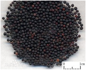 王不留行的功效与作用及禁忌,中药王不留行图片