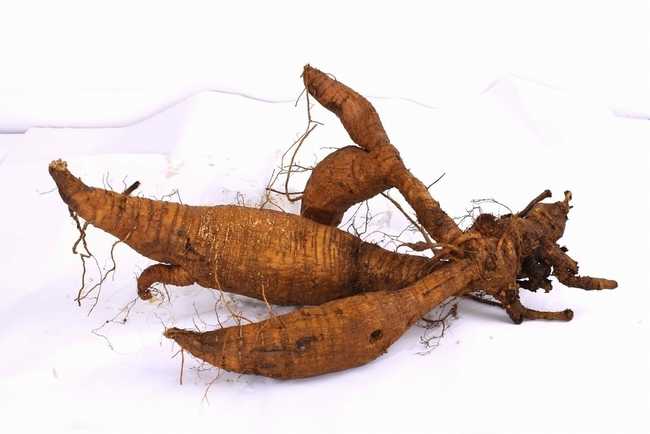 葛根的作用与功效,葛根的用法用量,中药葛根图片