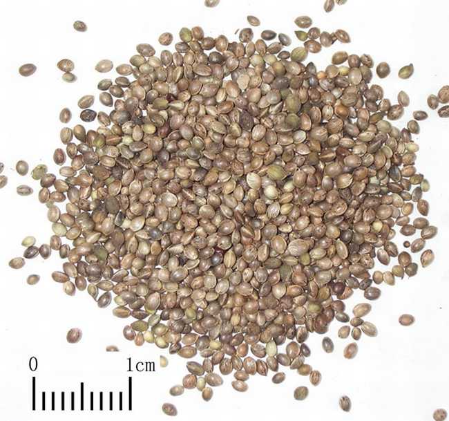 麻子仁的功效与作用,麻仁的副作用与禁忌