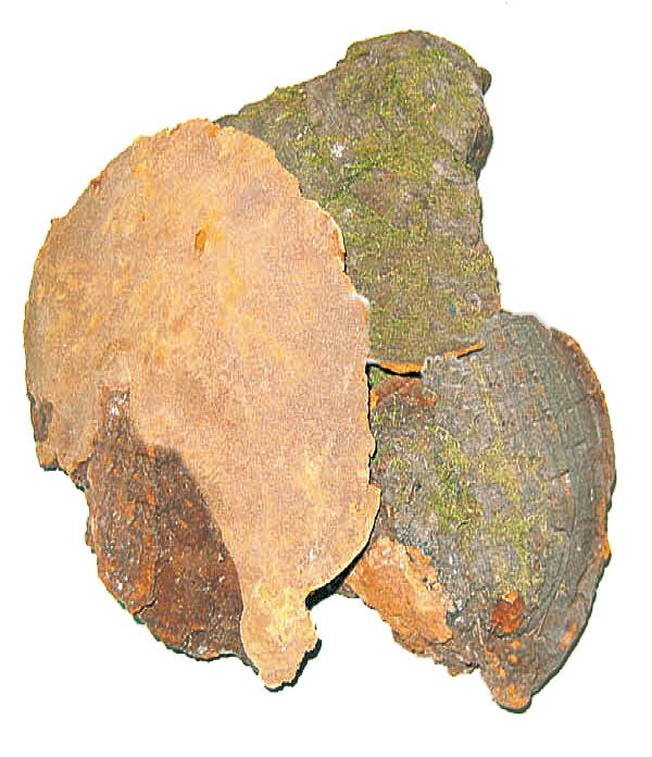 松针灵芝的功效与作用