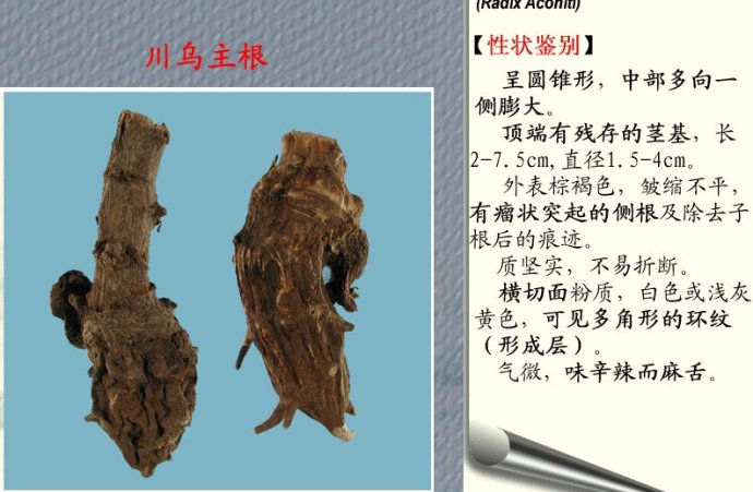 乌头的功效与作用,乌头的中毒表现,中药乌头图片