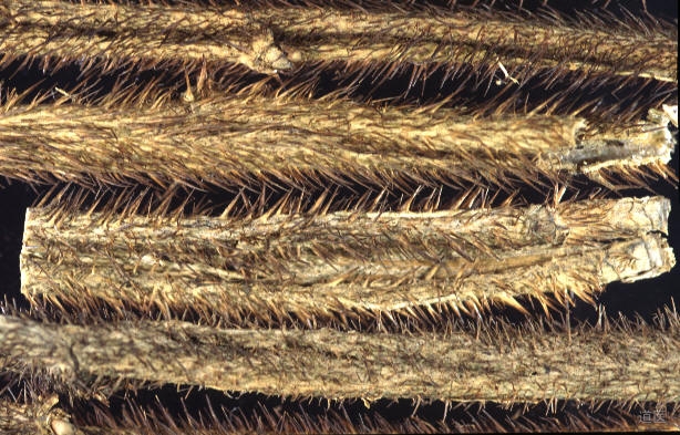 刺五加能长期服用吗，刺五加副作用有哪些