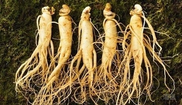 抗衰老的中药大全