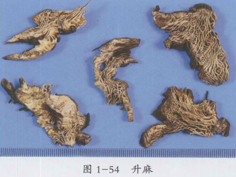 十神汤加减治疗感冒一例