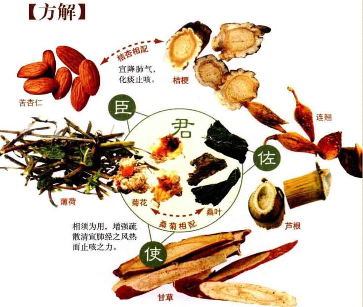 桑菊饮的方剂组成及功效