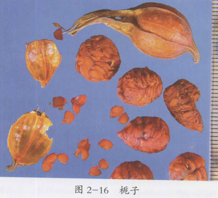 龙胆泻肝汤加减治疗舌头痛