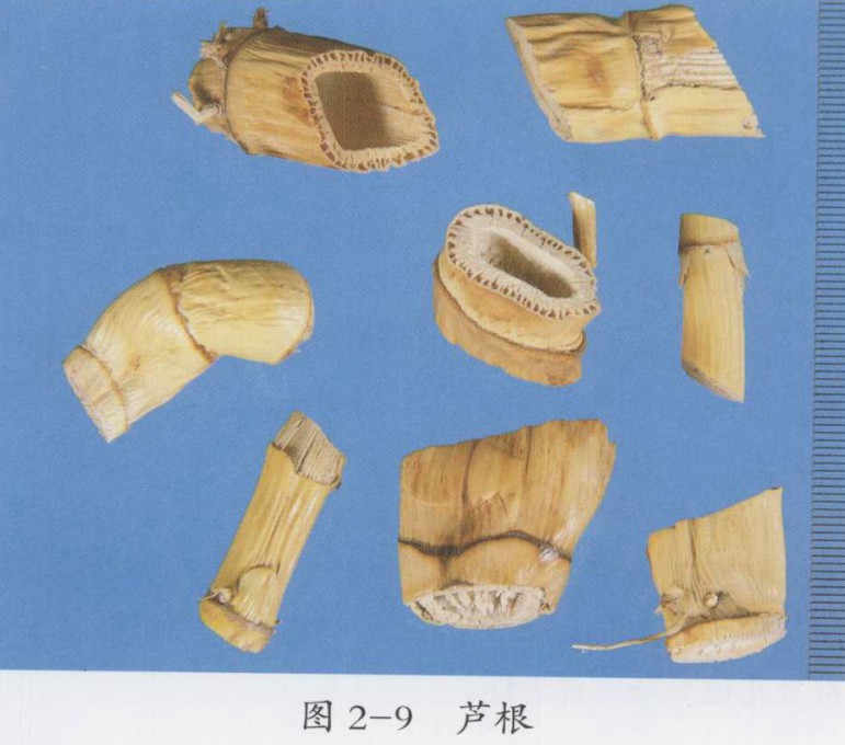 千金苇茎汤加减治疗喘息性支气管炎医案