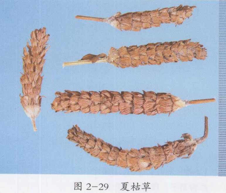 脑血栓的中医治疗医案