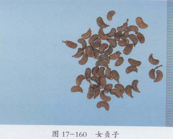 女贞子的功效与作用及食用方法