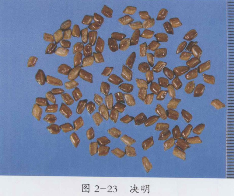 决明子的功效与作用及食用方法