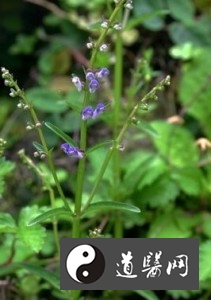半枝莲和白花蛇舌草抗肿瘤的研究进展