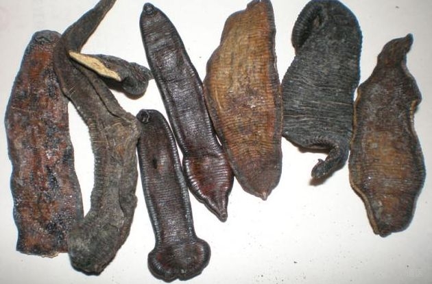 水蛭的作用与功效，水蛭的药用价值