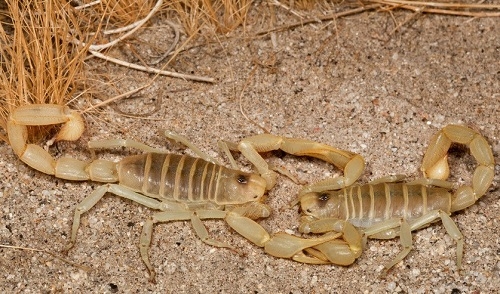 缠腰火丹痛非常，全蝎止痛效果佳