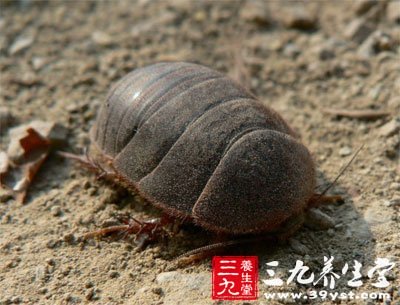 土鳖虫的功效与作用