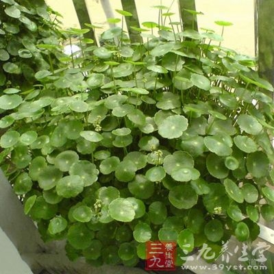 金钱草的功效与作用