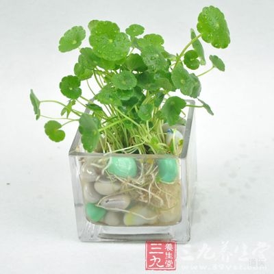 金钱草的功效与作用，金钱草的临床应用