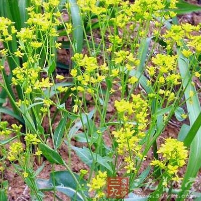 板蓝根的功效与作用及禁忌，板蓝根的副作用