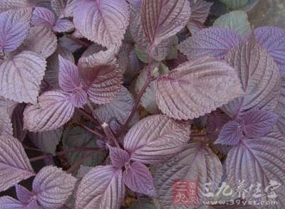 紫苏的功效与作用，紫苏子，叶，梗的功效与作用