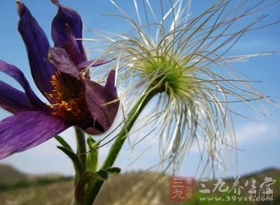白头翁的功效与作用