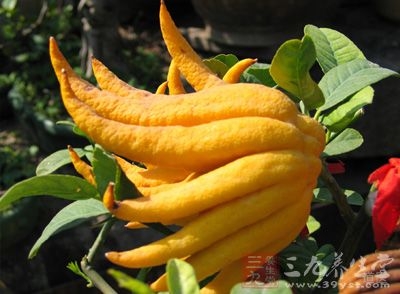 佛手的功效与作用,佛手的副作用与禁忌,佛手的做法吃法大全