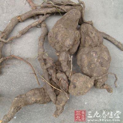 何首乌的功效与作用及食用方法，何首乌图片，何首乌怎么吃