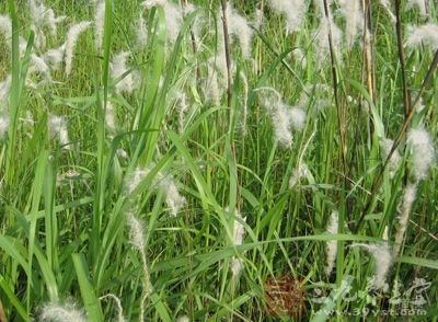 白茅根的功效与作用及食用方法,白茅根图片,白茅根的副作用及禁忌