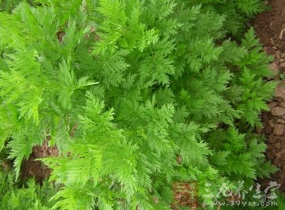 青蒿的功效与作用及食用方法，青蒿图片，青蒿的应用