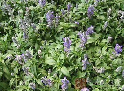 紫草的功效与作用，紫草的图片，紫草的副作用