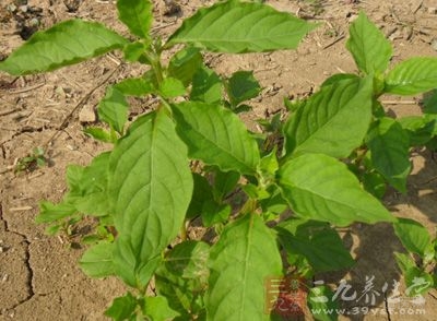 怀牛膝的功效与作用及食用方法，怀牛膝的副作用与禁忌