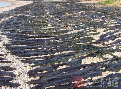 昆布是什么,昆布和海带的区别,昆布的功效与作用及禁忌