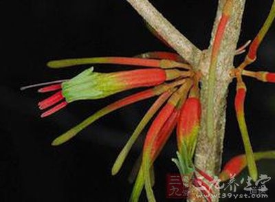 桑寄生的功效与作用，桑寄生的副作用与禁忌