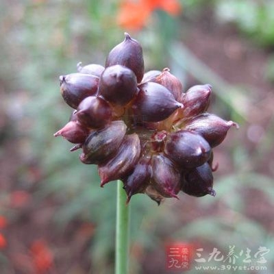 薤白的功效与作用及食用方法，薤白的使用禁忌