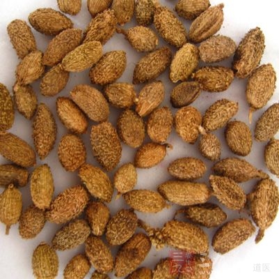 砂仁的功效与作用及食用方法