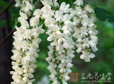 槐花的功效与作用,槐花的吃法禁忌,槐花的药用价值