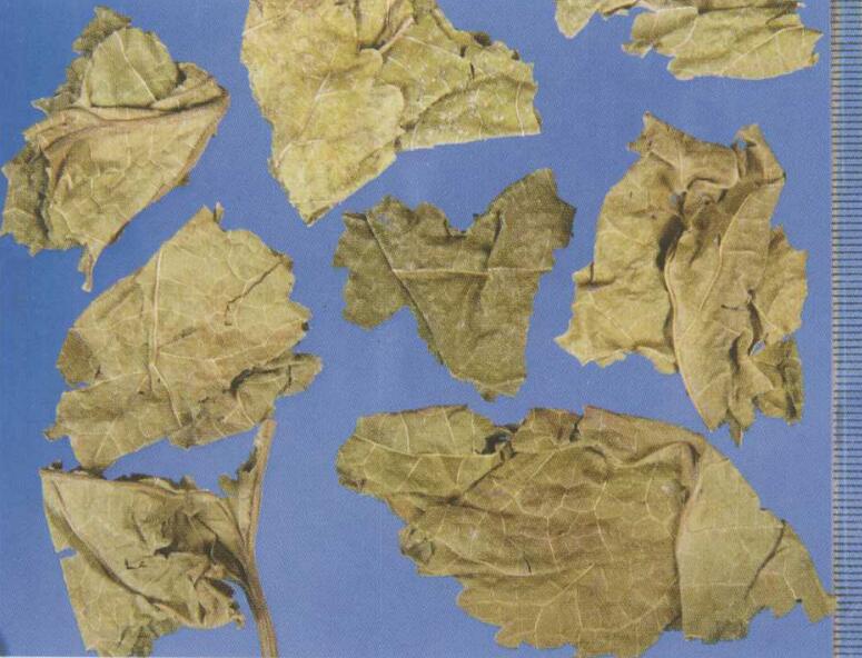 肺炎后痰热余邪留恋，心肺气阴两伤的中医调理