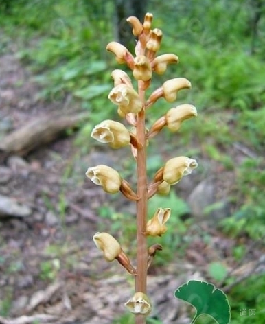 天麻的功效，天麻的用法用量，天麻的副作用