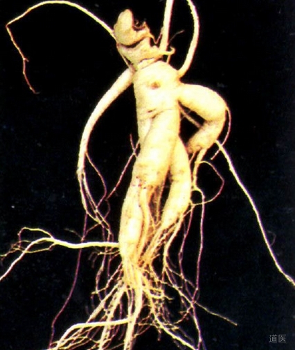 参的种类，参的功效与作用及选购方法