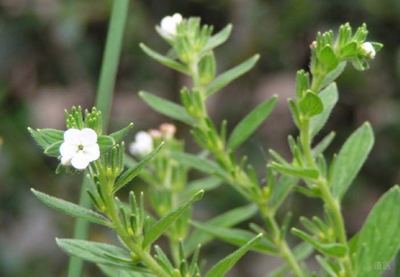 紫草浓煎液外擦防治化疗引起的血栓性浅静脉炎