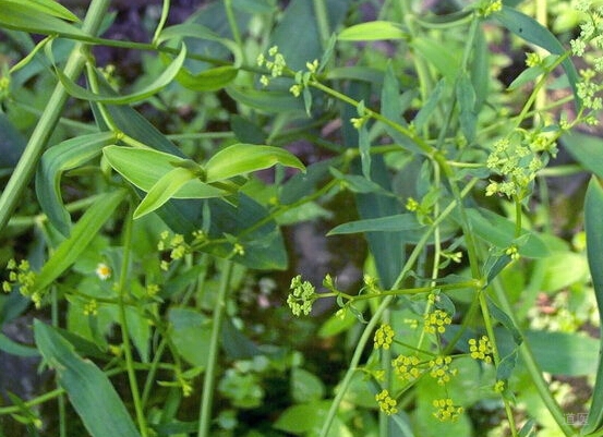 肝硬化腹水用什么药？中药方剂逍遥散加减重用郁金取效