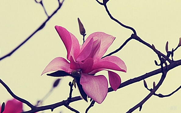 鼻窦炎的特效治疗办法，妙用辛夷花治疗鼻窦炎一例