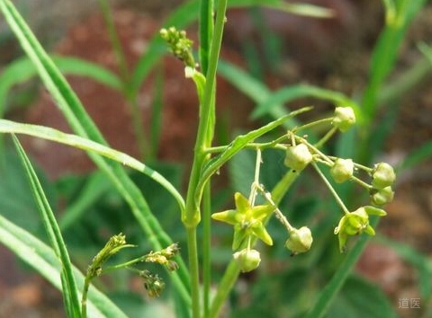 徐长卿的功效与作用，善治顽症起沉疴