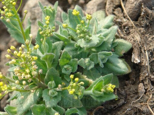 哮喘的治疗方法和药物，泻肺平喘用葶苈