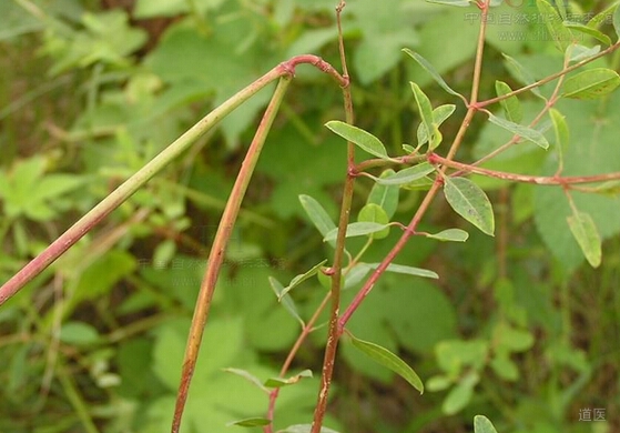 罗布麻的功效与作用，罗布麻治疗高血压的食疗方