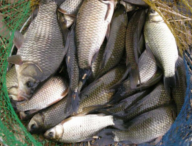 鲫鱼的药用价值：利水消肿，调胃实肠