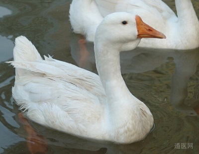 白鹅血治癌医案
