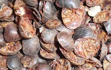 土鳖虫治疗腰痛的用法