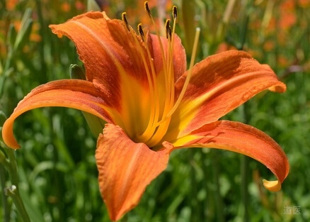 黄花菜的功效与作用