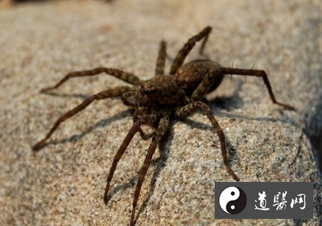 蜘蛛的功效与作用，蜘蛛散治疗疝气的用法用量