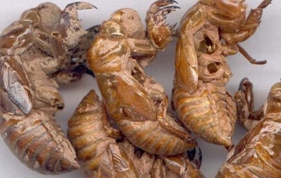 蝉蜕的功效与作用，蝉蜕的临床应用