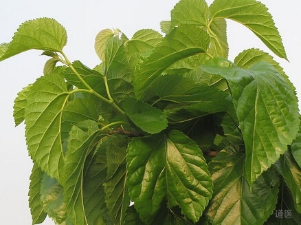 桑叶止汗有奇效，治愈夜汗一例